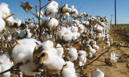 Turkey likely to hike duties on imports of American cotton