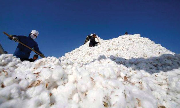 India’s cotton exports to China may witness a 5-fold jump