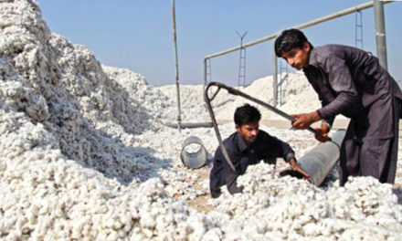 Pakistan’s cotton output likely to fall 25 per cent