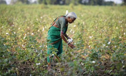 CAI projects lower cotton yields for current crop year