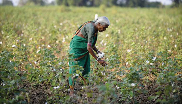 CAI projects lower cotton yields for current crop year