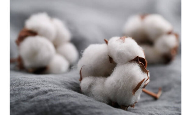 The Government plans to set up modern laboratories to test the quality of cotton