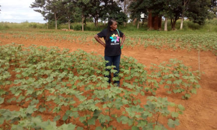 Malawi’s seed cotton production reducing