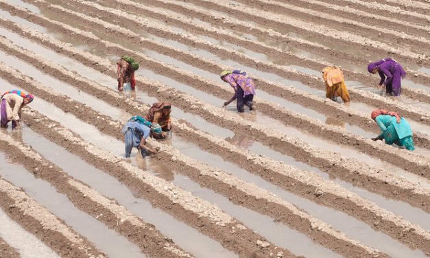 Cotton sowing in Pak rises by 14 per cent