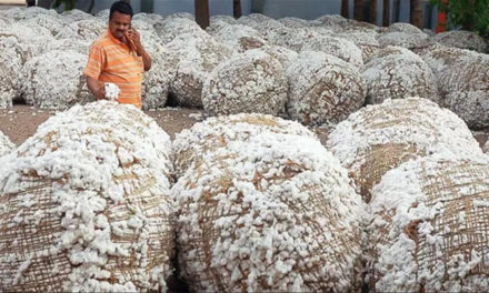 Cotton imports still high in India