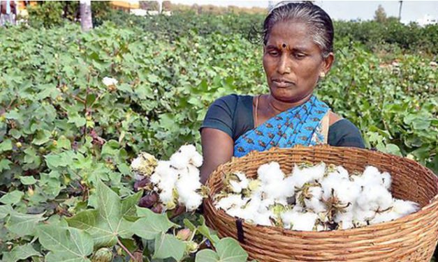 Farmers fast adopting better cotton principles in South India