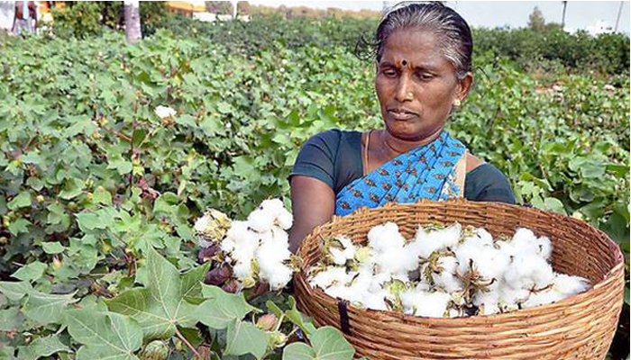 Farmers fast adopting better cotton principles in South India