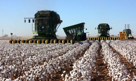 Cotton harvest and lower yields in Texas