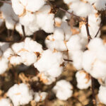 The Year 2020 and Cotton Textiles Sector