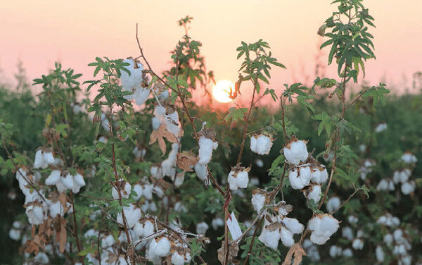 FiBL launches guide on organic cotton breeding
