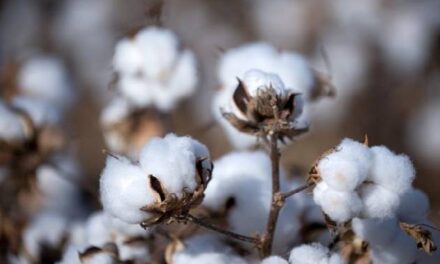 XUAR-related sanctions to damage global cotton industry chain