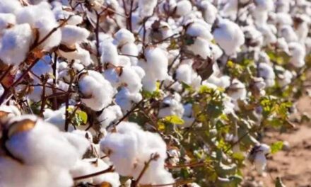 Cotton production in Bangladesh remains low despite high demand