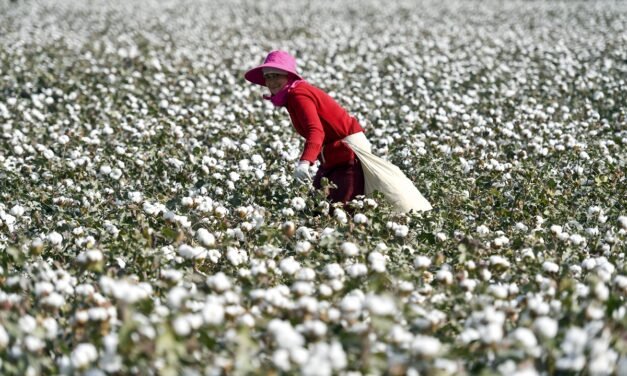China introduces sustainable cotton standard