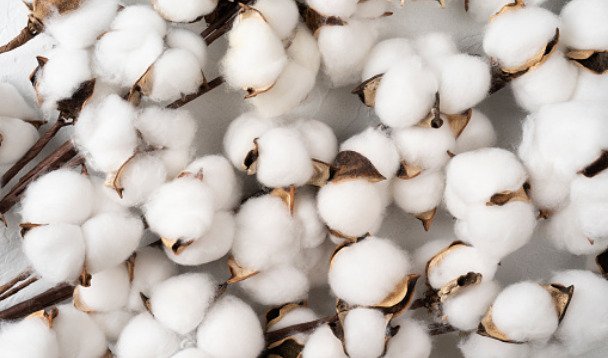 Make cotton stock declaration mandatory and allow duty free import of 40 lakh bales of cotton