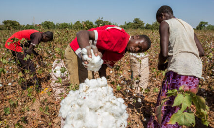 Netherlands’ OCA sees increase in organic cotton farmers to meet demand