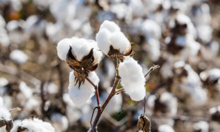 Cotton crop estimates for India’s 2021-22 season have been reduced to 335.13 lakh bales