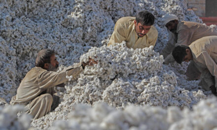 Pakistan’s cotton arrival decreased by 14 percent in August